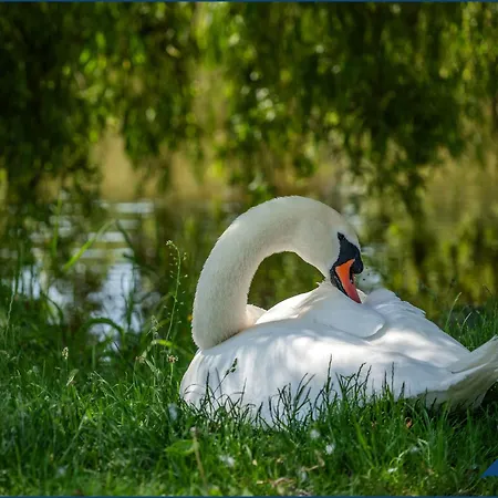 Vineta Whg 03 Heringsdorf